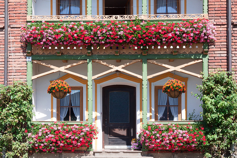 Hanging plants